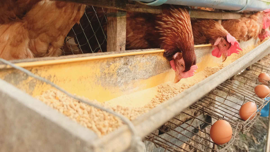 Nearby Pasture Raised Egg How to Find the Real Thing in Your Area