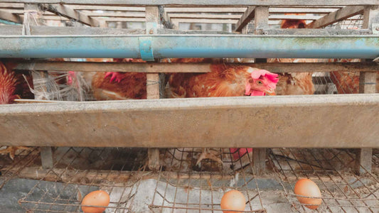 Organic vs Conventional Eggs: A Side-by-Side Nutritional Comparison