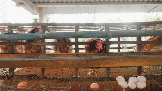 Pasture vs Cage Free What These Labels Really Mean for Egg Quality