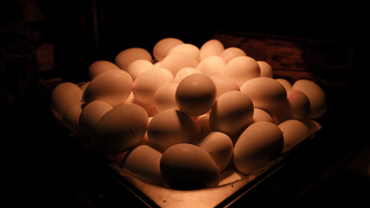What Goes Into a Nutrient Dense Pasture Egg: A Full Vitamin and Mineral Breakdown