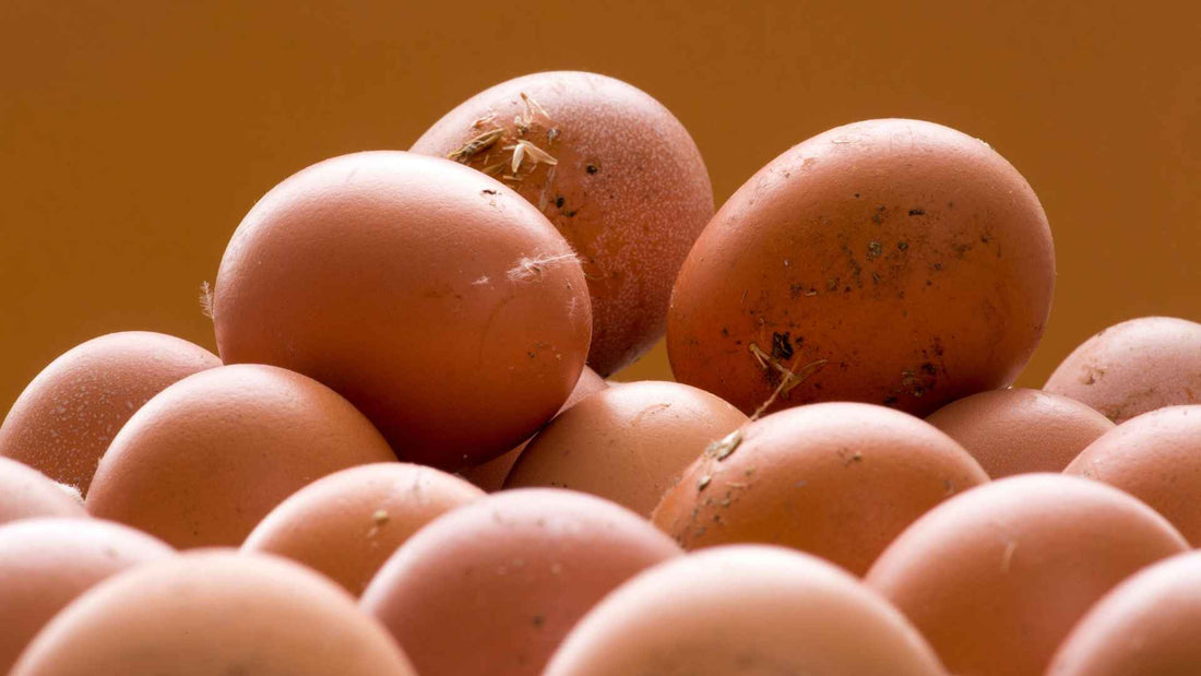 Farm Fresh Eggs Available Near You: A Local Buyer's Guide