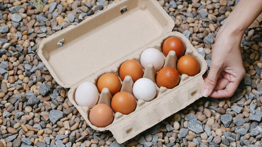 The Community Pasture Egg: A Closer Look at Local Farm Freshness