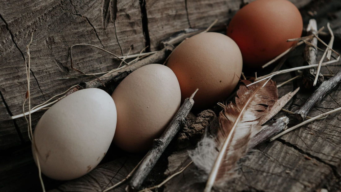 A Guide to Pacific Northwest Pasture Eggs and Why They Stand Out
