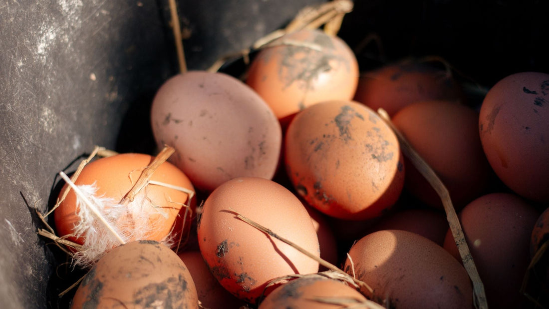 Why Pasture-Raised Egg Washington Farms Are Worth Knowing