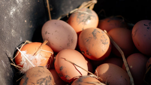 Why Pasture-Raised Egg Washington Farms Are Worth Knowing