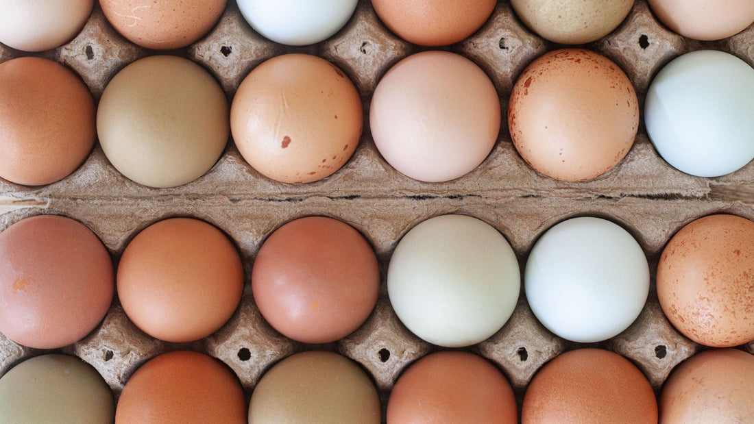 Welfare Certified Eggs: Understanding Third-Party Verification