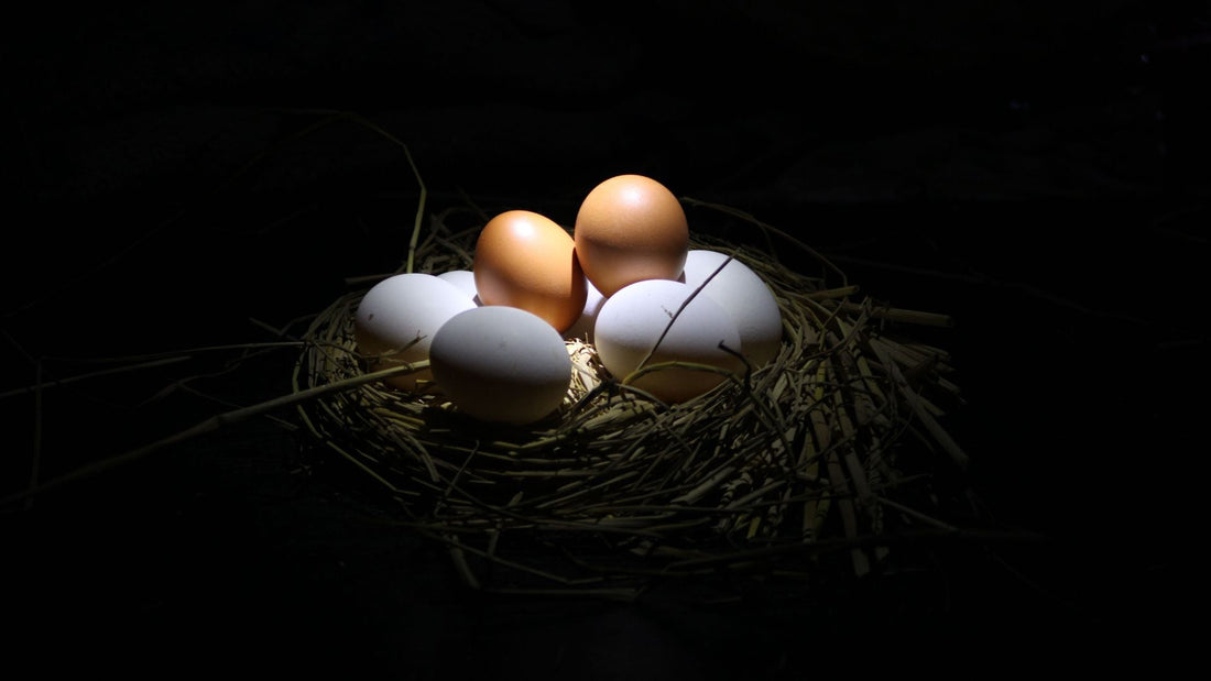 Premium Egg: What Really Makes One Worth the Extra Cost