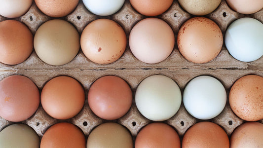 Real Pasture Raised Eggs: What Truly Sets Ours Apart From the Label