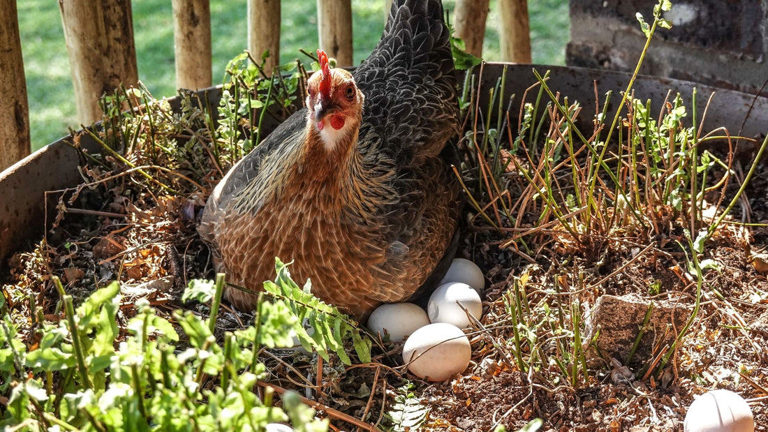 Why Naturally Behaving Chickens Produce Better Eggs