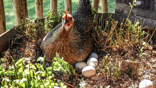 Why Naturally Behaving Chickens Produce Better Eggs