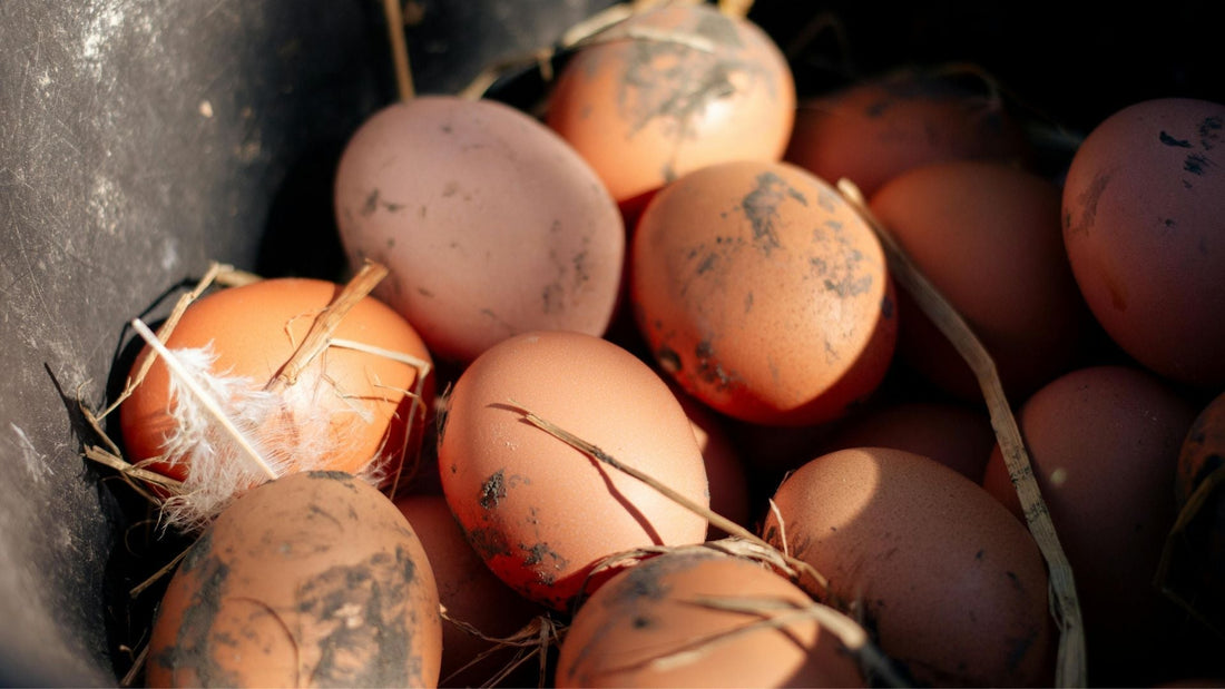 What Is a Pasture Raised Egg? The Label Truth Most Farms Hide
