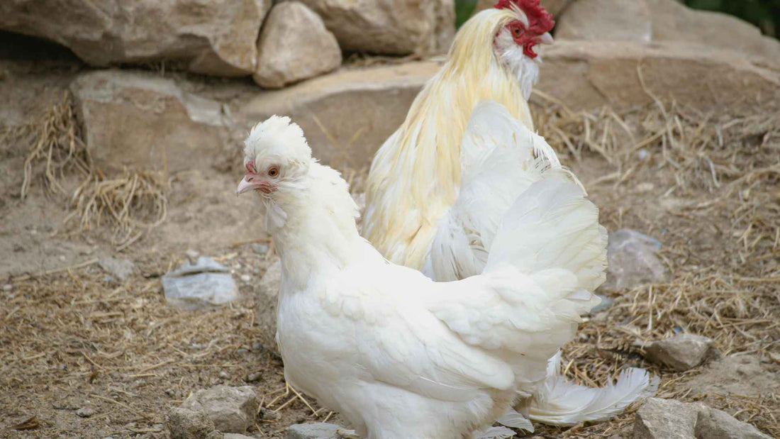 What Makes a Regional Pasture Egg Better Than Store-Bought