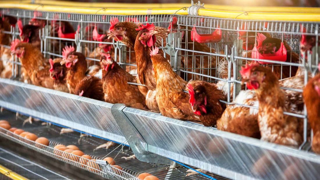 What Sets Local Pasture Raised Eggs Apart From the Rest