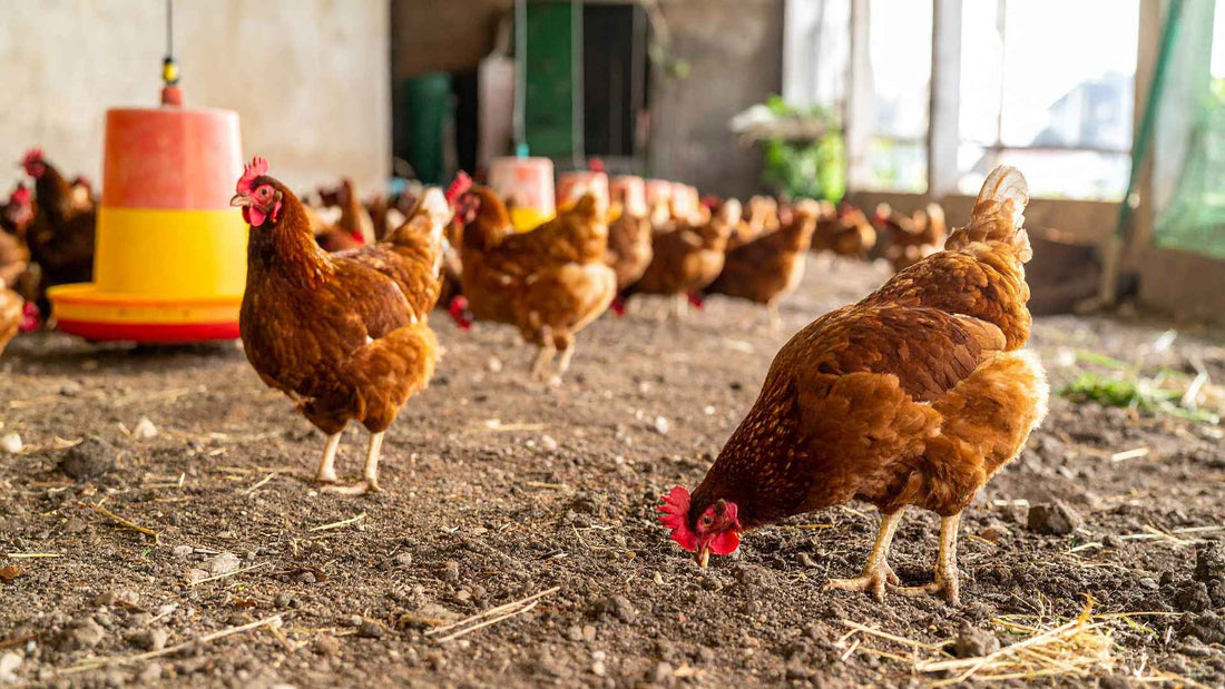 Why a Whatcom County Pasture Egg Belongs in Your Kitchen