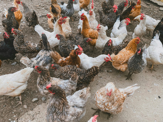 Sustainable Farm Eggs: Better for You and Earth