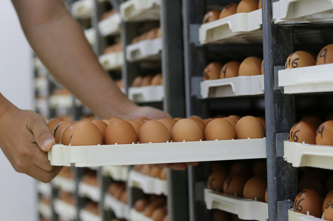 Farm Fresh Eggs Everson: Your Local Source Guide