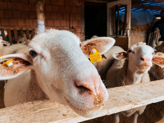 Compassionate Farming Eggs: How Ethical Treatment Benefits Hens and Your Table