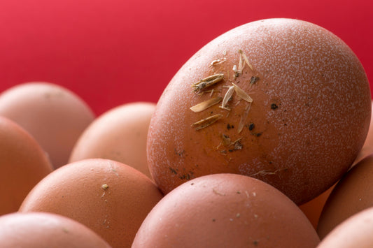 farm fresh eggs Whatcom County