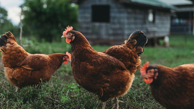 Farm image 3